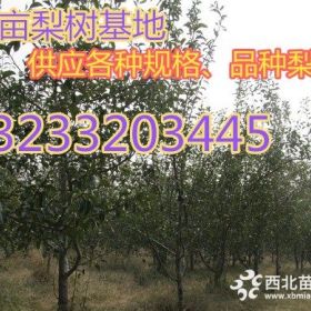 供应5公分-8公分梨树价格=10-15公分梨树批发