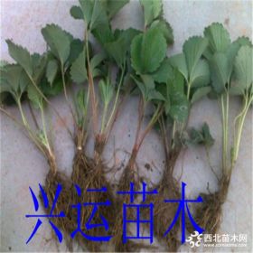 草莓苗栽培  草莓苗价价   那里有草莓苗