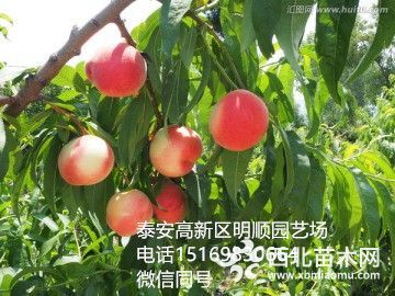 2公分桃树苗价格-3公分桃树苗多少钱一株