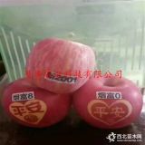 泰山小蘋(píng)果樹(shù)苗哪里有批發(fā)價(jià)格多少錢(qián) 新品種蘋(píng)果樹(shù)苗價(jià)格