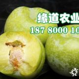 青脆李子苗 2019年貴州青脆李樹苗價(jià)格