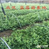 高产蓝莓苗哪卖,供应2年蓝莓苗基地,3年蓝莓苗多少钱