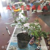 藍豐藍莓苗簡介價格,藍莓苗有幾個品種,藍莓苗價格多少錢