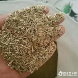 黑麦草种子