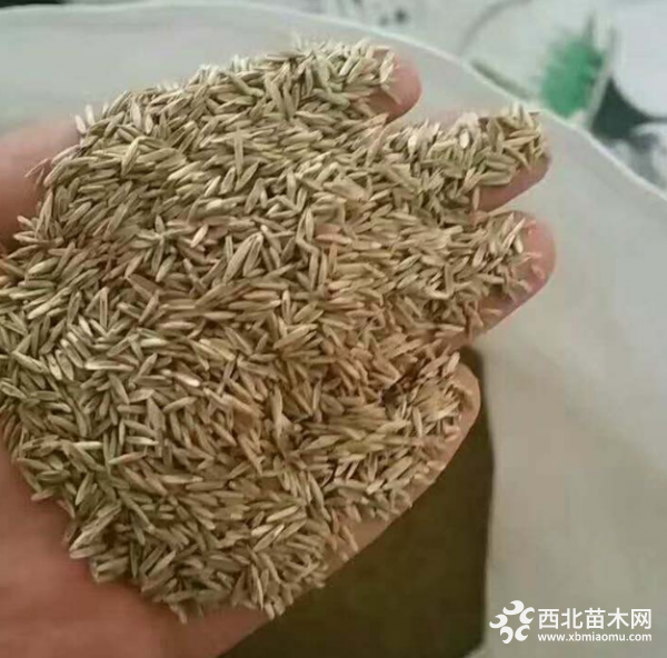 黑麥草種子