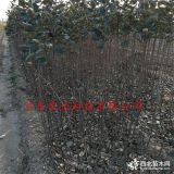 鲁丽苹果树苗哪里卖基地出售价格为多少钱一棵