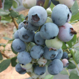 藍莓樹樹苗哪有賣 一年藍莓苗報價 兩年藍莓苗多少錢