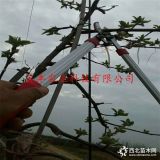 泰山小苹果树苗哪里有卖的基地出售价格为多少钱一棵