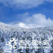 陜西省周至雪松出售價(jià)格|陜西省西安市雪松采購(gòu)價(jià)格