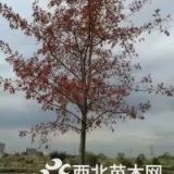 南京娜塔櫟小苗價格  娜塔櫟基地小苗價格 ，娜塔櫟小苗產(chǎn)地價格