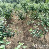 二年苹果苗市场价格行情 2年鲁丽苹果苗批发