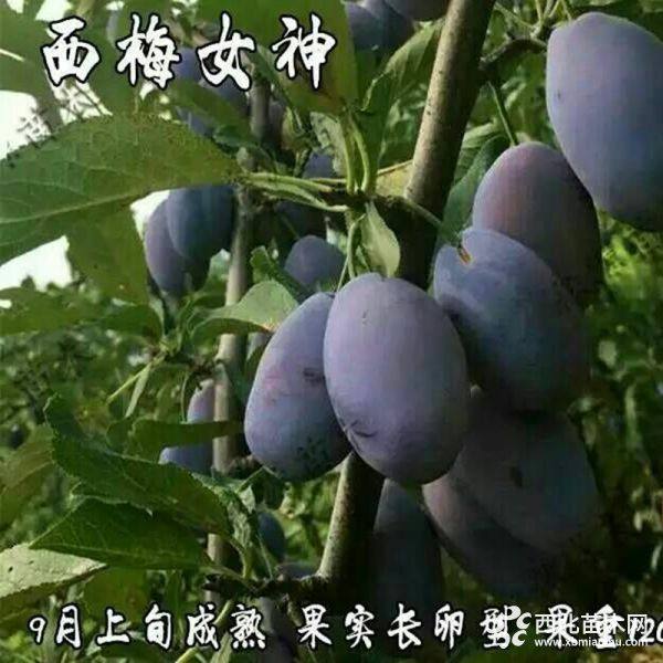 西梅李子苗