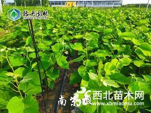 椴樹(shù) 南京椴 高度30-200公分