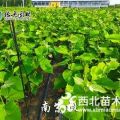 椴树 南京椴 高度30-200公分