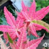 日本紅楓幻彩楓樹(shù)苗 三季紅葉四季觀賞紅楓苗 庭院盆栽