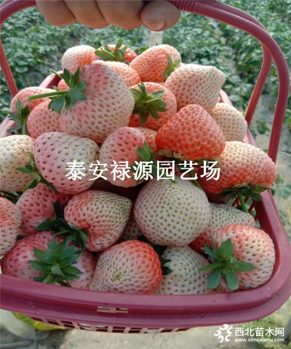 蒙特瑞草莓苗