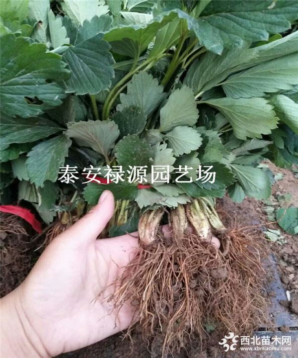 红脸颊草莓苗