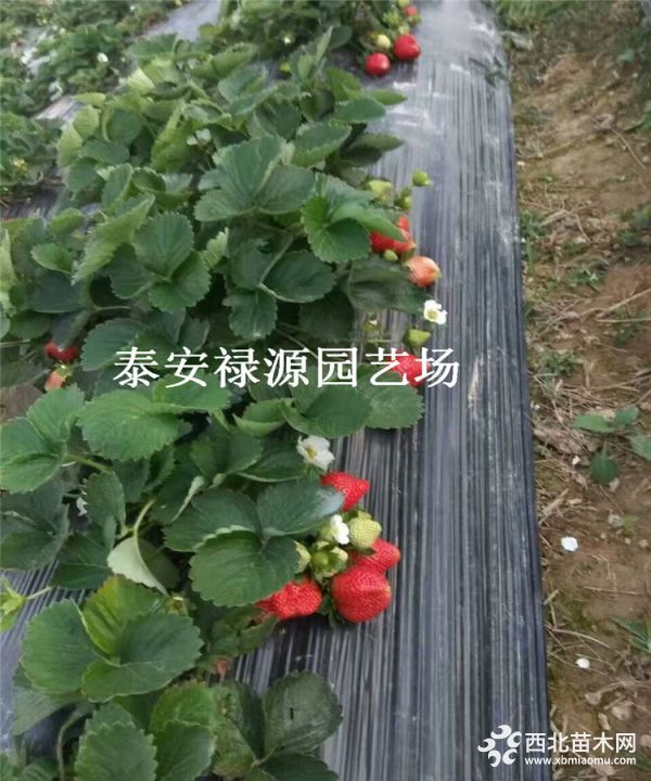 阿尔比草莓苗