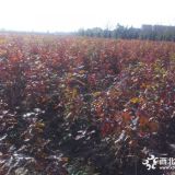 北美沼生紅櫟小苗價(jià)格，北美紅櫟價(jià)格