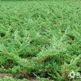 铺地柏小苗 基地铺地柏苗木价格表