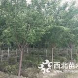 樱花-南京樱花价格-樱花3公分价格是多少