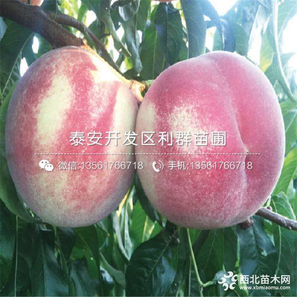 哪里有金秋紅蜜桃樹苗賣、2019年金秋紅蜜桃樹苗價格及報價