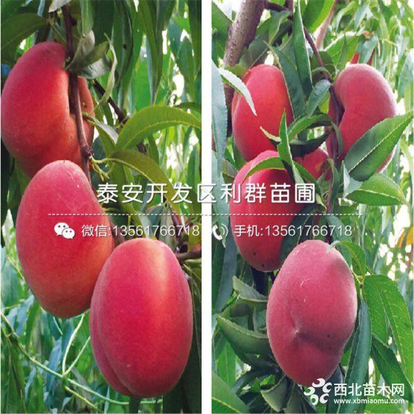 寒露蜜桃树苗、寒露蜜桃树苗价格多少、寒露蜜桃树苗基地