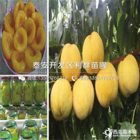 早熟桃树苗、新品种早熟桃树苗、早熟桃树苗价格