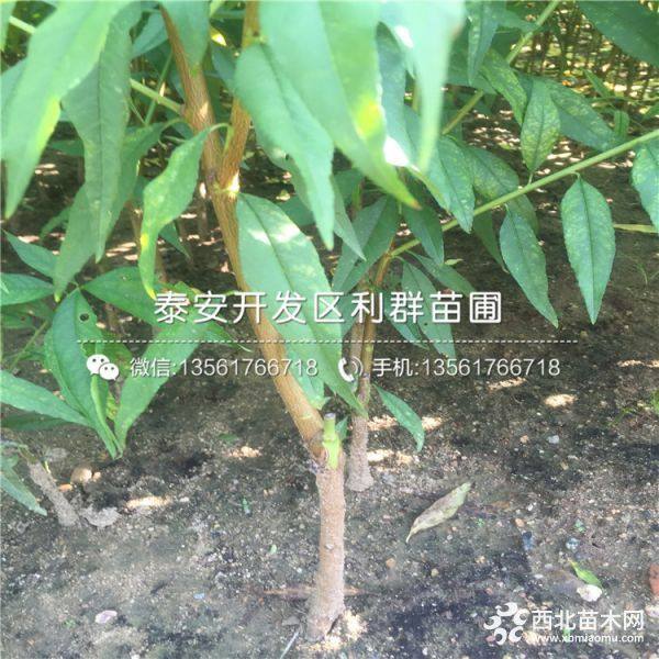 贵州水蜜桃苗、贵州水蜜桃树苗、贵州水蜜桃树苗价格