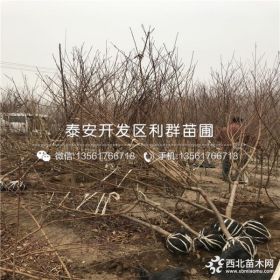 出售黑桃树苗、黑桃树苗新品种、黑桃树苗价格多少