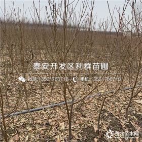 新世纪黄桃苗、新世纪黄桃树苗、新世纪黄桃树苗价格