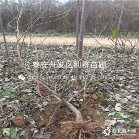 血桃苗品种介绍、血桃苗多少钱一棵