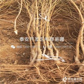 沂蒙霜红桃树苗、沂蒙霜红桃树苗价格