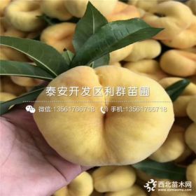 风味皇后桃树苗、山东风味皇后桃树苗、风味皇后桃树苗价格