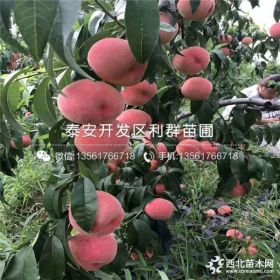 水蜜桃树苗品种介绍、水蜜桃树苗多少钱一棵