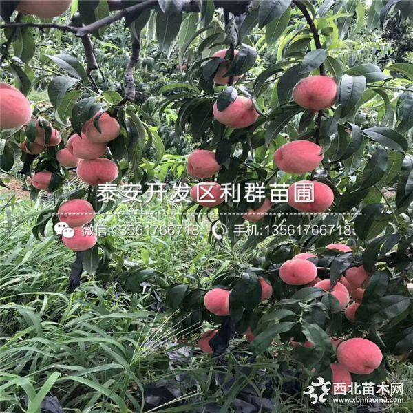 水蜜桃树苗品种介绍、水蜜桃树苗多少钱一棵