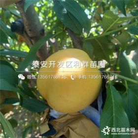 2019年水蜜桃树苗价格、水蜜桃树苗多少钱一棵