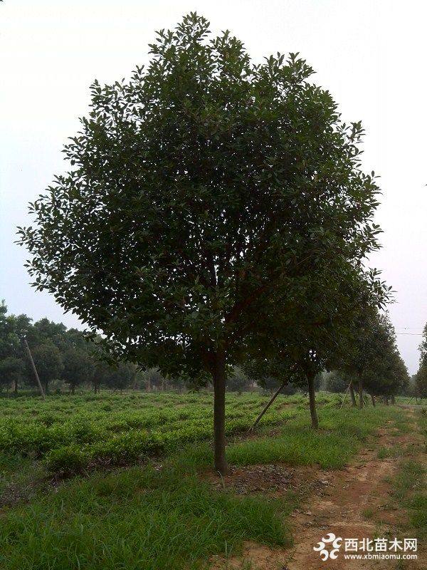 高红叶石楠树价格