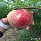 紅不軟桃樹苗銷售信息、