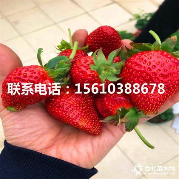 大棚草莓苗；新品种大棚草莓苗出售