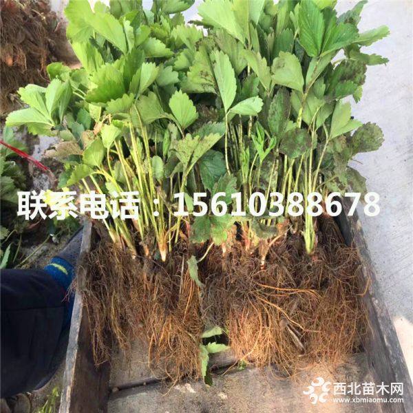 奶油草莓苗；奶油草莓苗价格；奶油草莓苗基地