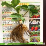 哪里出售草莓苗；草莓苗價(jià)格；草莓苗批發(fā)