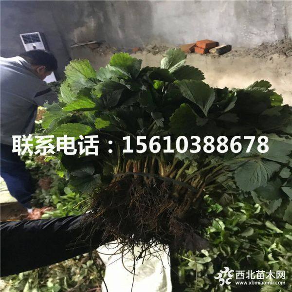 草莓苗哪里有卖；草莓苗价格是多少