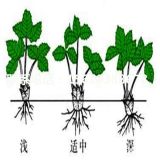 甜查理草莓苗；甜查理草莓苗多少錢一棵