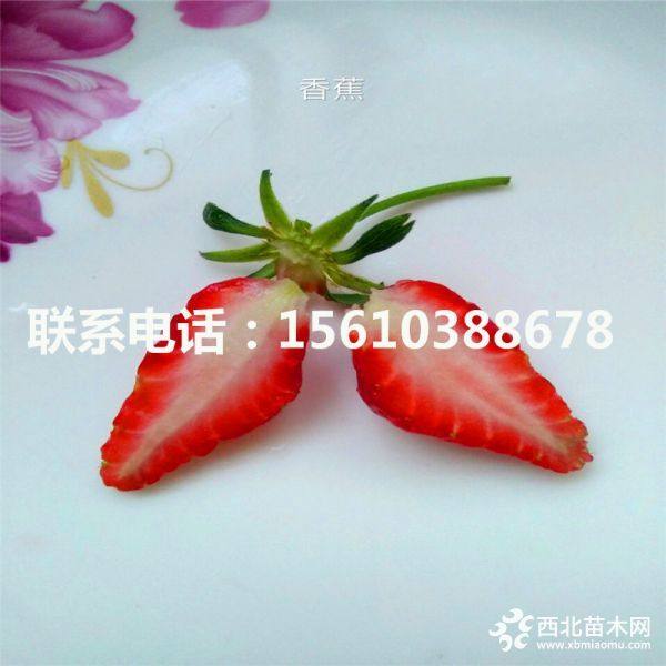 牛奶草莓苗多少錢(qián)一棵；牛奶草莓苗批發(fā)價(jià)格