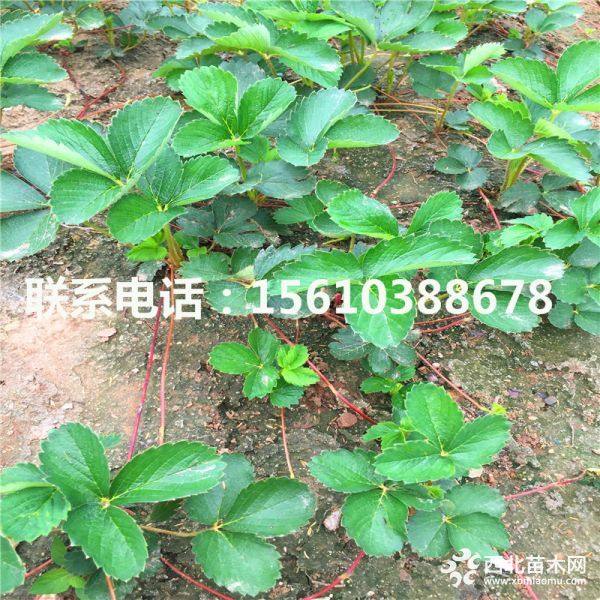 妙香7号草莓苗；出售妙香7号草莓苗基地