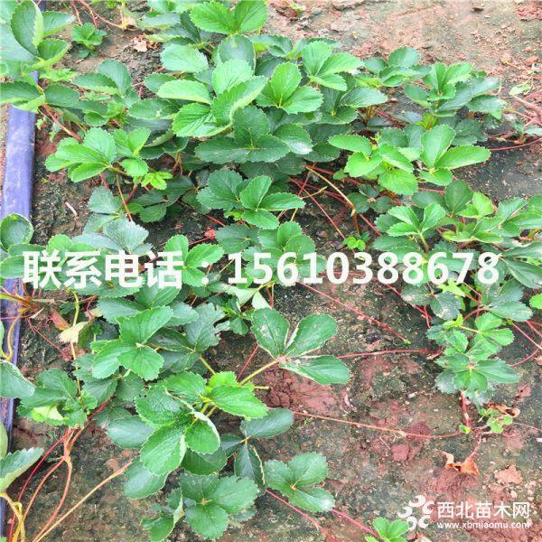 妙香7号草莓苗；出售妙香7号草莓苗基地