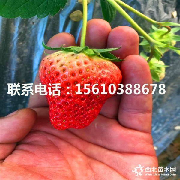 红玉草莓苗多少钱一棵；红玉草莓苗批发