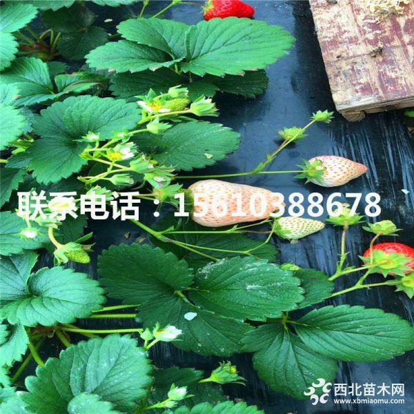 章姬草莓苗；新品种章姬草莓苗；章姬草莓苗价格