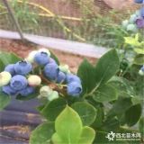 湖南蓝莓苗种植品种 莱克西蓝莓苗多少钱一棵